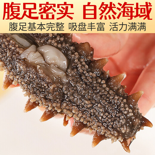 Three Dolphins Ready-to-Eat Sea Cucumber Dalian Sea Cucumber Single Package Liao Apostichopus Apostichopus Fresh Sea Cucumber 8-12 Pieces 500g