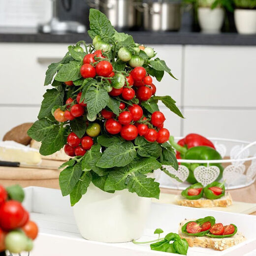 Tomato seeds, dwarf small tomatoes, tomato seedlings, potted plants, balcony potted vegetables and fruits for sowing in all seasons, mixed package of three tomato varieties, 52 capsules selected ++
