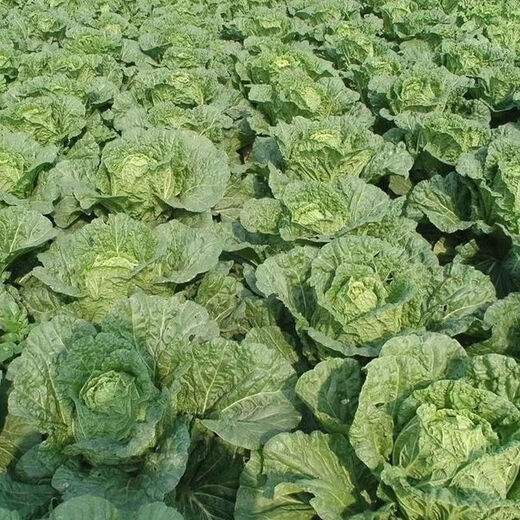 38 Jin Jin is equal to 0.5 kg. Overwintering Chinese cabbage seeds Shandong Chinese cabbage seeds. Chinese cabbage seeds are disease-resistant and high-yielding. Leafy cabbage. Original 2 packs (about 2000 grains) + Songpin. 38 Jin Jin is equal to 0.5 kg. Winter storage Chinese cabbage seeds.