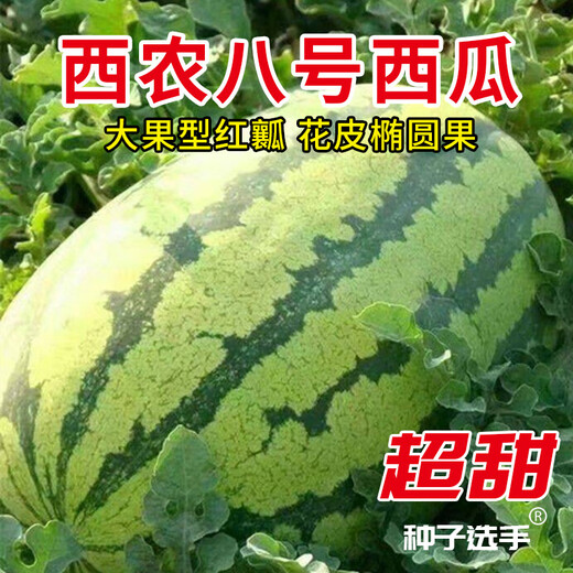 NONGZHIZI Xinong No. 8 Watermelon Seeds Large Watermelon Extra Large Fruit and Vegetable Seeds Suitable for the South Authentic Xinong No. 8 Watermelon Seeds 30 capsules x 5/medium ripe