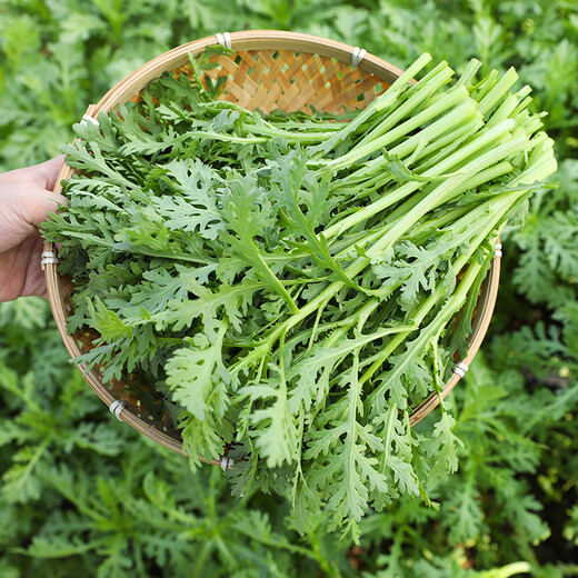 Shouhe chrysanthemum seed seedlings small-leaf emperor vegetable seeds Weinen No. 7 chrysanthemum seeds 15g about 6300 grains