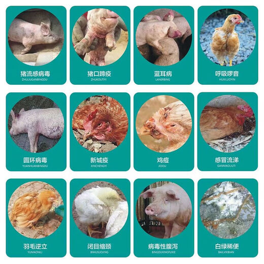 Astragalus polysaccharide for veterinary pigs, cattle, sheep, chickens, ducks and geese. Astragalus enhances growth, immunity and anti-stress feed additives. Astragalus polysaccharide 5kg/barrel 2 barrels