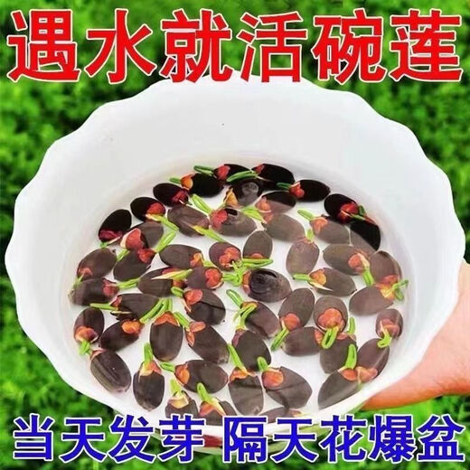 Bowl of lotus seeds, colorful hydroponic flowers, water-grown four-season lotus, lotus seeds, lotus root green water plants, mixed-color bowl of lotus seeds, budding when exposed to water, blooming in all seasons, 100% budding, 45 capsules, multi-color mixed, already opened
