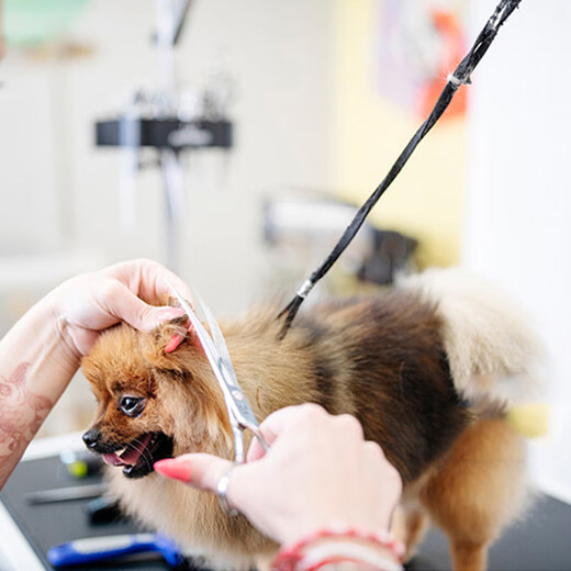 Suican pet grooming sling, lanyard, suction cup, grooming table, wire sling, dog shaving and bathing, fixed, anti-falling rope, suction cup wire model, recommended 30 Jin Jin equal to 0.5 kg, 1 beauty sling