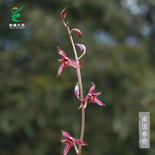 Wengyuan orchid ink orchid old species Nanguo Chunxiao flowers and leaves double art strong fragrance type diligent flower buds red flowers and green round potted plant Nanguo Chunxiao 1 seedling random high-end purple clay potted plant