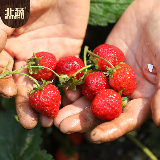 Beishu strawberry seed seedlings, cream strawberry potted with soil, winter and spring four seasons fruit seeds, red strawberry seeds 500 capsules