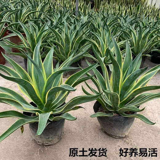 秋颖金边龙舌兰盆栽 多肉植物 虎皮兰绿植花卉好养 大颗金边龙舌兰35-40CM左右 原土发货（耐旱植物易养活）