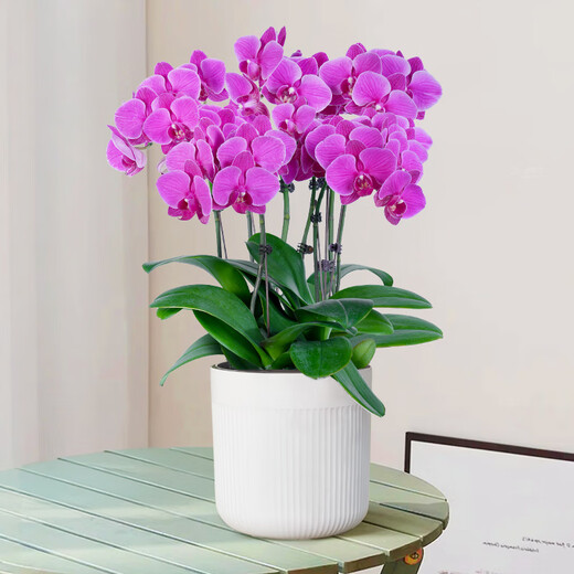 Aiyoushang Phalaenopsis with buds potted autumn and winter orchid seedlings New Year's Eve flowers four seasons flowers and plants purple six indoor source straight hair