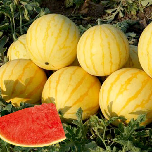 Dayu yellow skin and red flesh watermelon seeds seedlings extra large watermelon with yellow heart and yellow flesh, extra sweet and early maturing fruit seeds suitable for the south Jinlinglong watermelon seeds 20 pieces yellow skin and red flesh