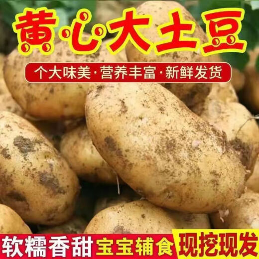 Bochan's fresh yellow-skinned potatoes are dug and discovered, farm-grown yellow-skinned yellow-heart potatoes, fresh potatoes, yellow-skinned potatoes 9-10 Jin [Jin equals 0.5 kg] 2-3 taels of fruit in a box