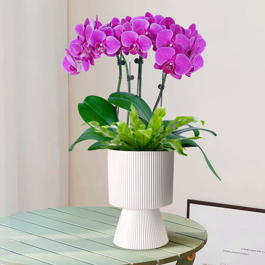 Aiyoushang Phalaenopsis with buds potted autumn and winter orchid seedlings New Year's Eve flowers four seasons flowers and plants purple six indoor source straight hair