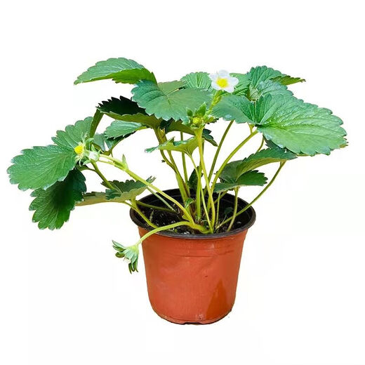 Strawberry seedlings shipped from original soil, blooming and big fruit, cream strawberry seedlings for four seasons, wholesale of current year fruit plug seedlings, 12 cream strawberries, shipped from original soil + fertilizer
