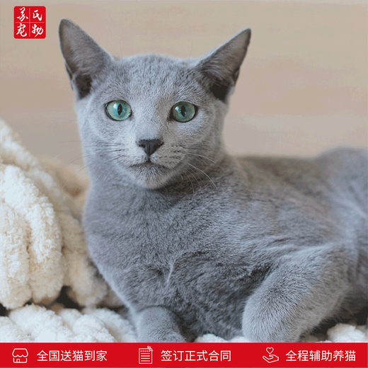 Zhuanmiao Soviet-style purebred Russian blue cat kitten live green-eyed cub domestic pet cat pedigree Russian blue cat