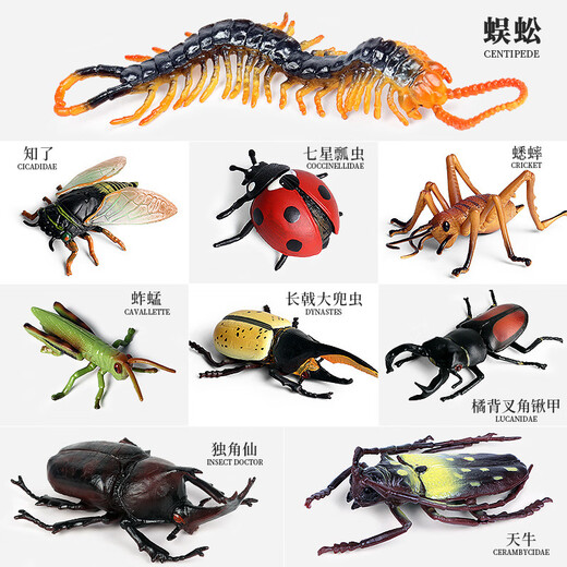 毅彩科教仿真动物昆虫模型玩具蜘蛛蚱蜢蝴蝶蜗牛沙盘场景摆件 M684巴西红丝绒蜘蛛[000