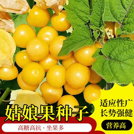 Bohui mushroom seeds, yellow mushroom seeds, yellow mushroom seeds, berry skin, thick flesh, high sweetness, easy to plant in all seasons, 4 packs of mushroom seeds, 6 packs, free fertilizer