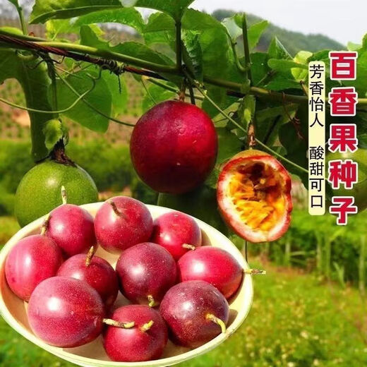 Passion fruit seeds are sown in all seasons, special fruit seeds, eggs, yellow hearts, courtyard balcony potted plants, large fruits, sweet fragrance, three packages (about 100 pieces) Fruit-Passion Fruit