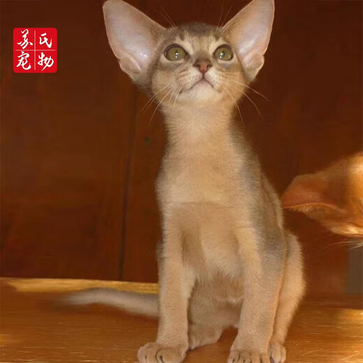 The Abyssinian cat kitten purebred pet cat Ancient Egyptian imperial cat home with ideal pet competition grade [Boutique Abyssinian cat]
