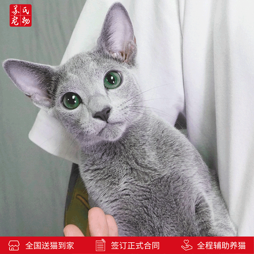 Zhuanmiao Soviet-style purebred Russian blue cat kitten live green-eyed cub domestic pet cat pedigree Russian blue cat