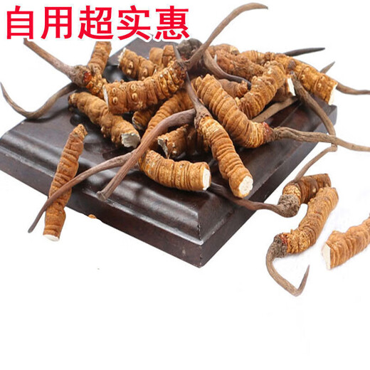 The Lord of Night Cordyceps sinensis dried goods Authentic Cordyceps sinensis Cordyceps sinensis large broken grass succulent festival Selected 1 bottle 1g Selected large broken grass experience package