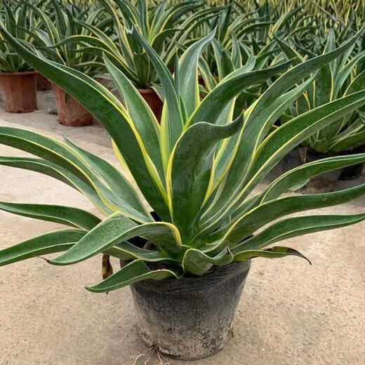 秋颖金边龙舌兰盆栽 多肉植物 虎皮兰绿植花卉好养 大颗金边龙舌兰35-40CM左右 原土发货（耐旱植物易养活）