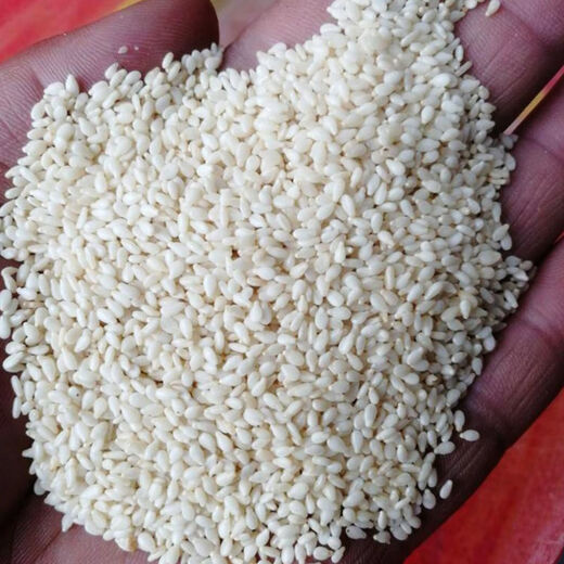 New Aerospace Overlord Whip Sesame Seeds High Oil High Yield White Sesame Seeds Hybrid Field Short Stem High Oil Containing Seeds Dwarf Small Seed White 150g/High Yield White Sesame Seeds