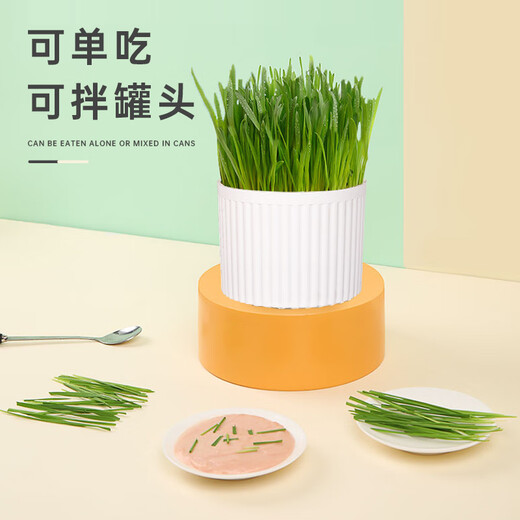 Huanpet.com cat grass potted seed set, lazy canned hydroponic soil culture, cat snacks, cat hair balls, catnip