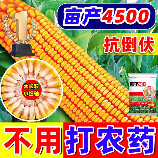 Brawny Five Purple and Eight Resistant Corn Seeds Complete Collection of Academy of Agricultural Sciences Authentic National Approval Low Stems Lodging Resistant Big Sticks Resistant to Diseases and Insects Braised Grains 5A Purified Upgraded Approximately 4201 Grains