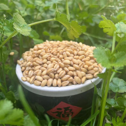 新标面粉gbt1355-新货陕西农家小麦粉无添加含胚芽中筋家用白面 【新标】精制粉 70粉10斤(全胚)