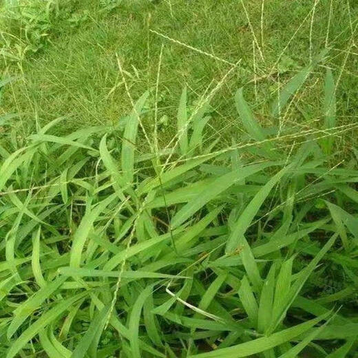 Crabgrass seeds are fast-growing weeds that germinate quickly and are malignant. Northern and Southern crabgrass seeds are sown in summer and autumn. Crabgrass seeds 200 capsules + fertilizer