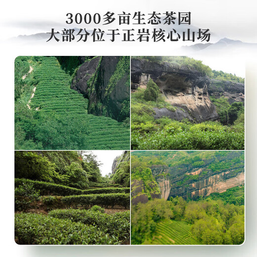 Xigua Oolong Tea Wuyi Rock Tea Iron Arhat 256g Medium-fire ration tea gift gift bag
