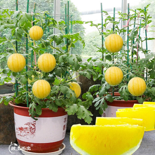 Dayu Yellow Heart Watermelon Seeds, Early Maturity, Yellow Skin, Red Flesh, Yellow Flesh, Special Xiaofeng Watermelon Seeds, Southern Fruit, Huang Meiren, Yellow Skin, Yellow Flesh Watermelon Seeds, 20 capsules, 2 bags