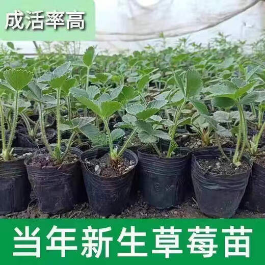 Strawberry seedlings shipped from original soil, blooming and big fruit, cream strawberry seedlings for four seasons, wholesale of current year fruit plug seedlings, 12 cream strawberries, shipped from original soil + fertilizer