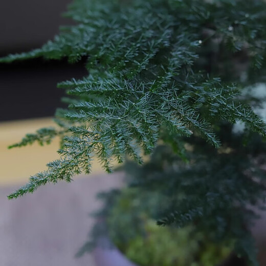 Eight-bud asparagus potted plant indoor living room Chinese Zen bonsai good to maintain green plants office decorations creative flowers Zen potted asparagus - containing melamine tray good with potted plants