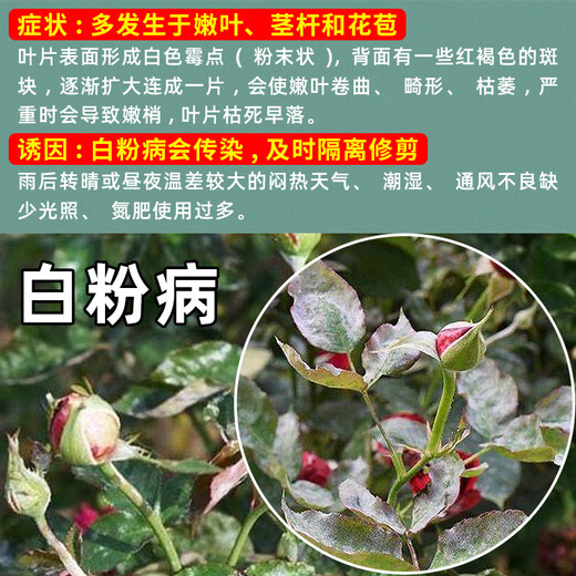 Special medicine for rose succulent strawberry flowers powdery mildew azoxystrobin carbendazim plant vegetable pesticide fungicide 30g