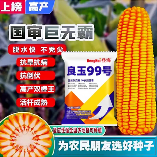 New species in stock original Liangyu 99 corn seeds disease resistance and temperature tolerance Shandong Denghai Liangyu 99 hardcore corn big cob Denghai Liangyu 99 5118 grains 3.8Jin Jin equal to 0.5kg about x1 bag