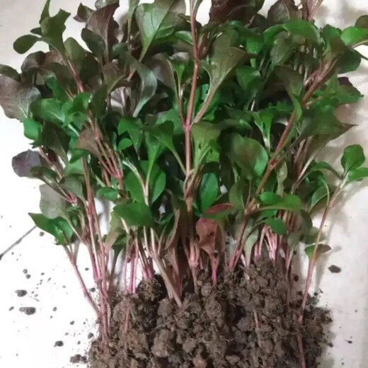 10-pack of dryland watercress, wolfberry, Thai watercress, fresh wild vegetables, 50 seedlings