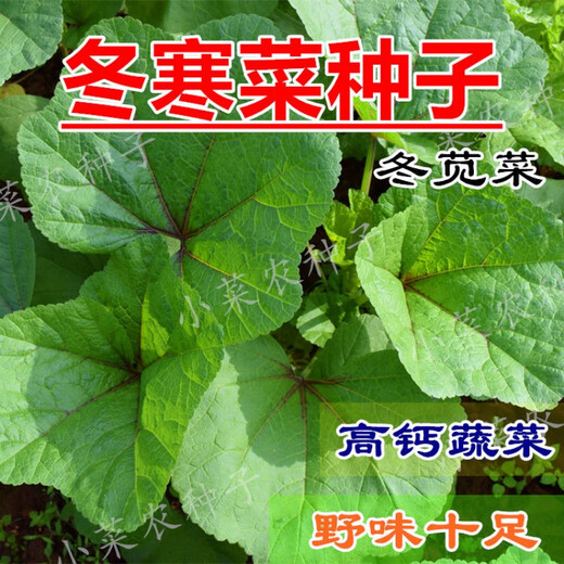 Winter vegetable seeds, winter amaranth, Eastern Han cuisine, water chestnuts, high calcium vegetables, Sichuan autumn and winter potted garden vegetable seeds, fresh and beautiful winter vegetable seeds, 10 grams, about 2,000 pieces