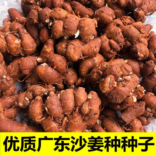 Shajiang seed ginger seedlings Guangdong fresh ginger Shajiang authentic Maoming Huazhou Nansheng electric white sand ginger seedlings 1000g