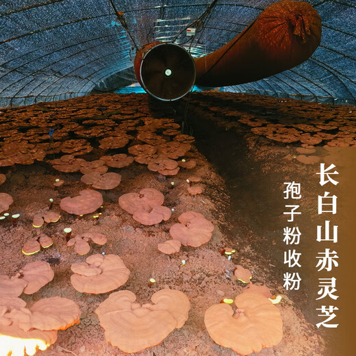 Органический порошок спор Ganoderma, порошок Ganoderma lucidum горы Тудао Чанбайшань, тоник для людей среднего и пожилого возраста, порошок халата, содержащий споры Ganoderma lucidum, две бутылки по 500 г порошка спор Ganoderma в простой подарочной упаковке.