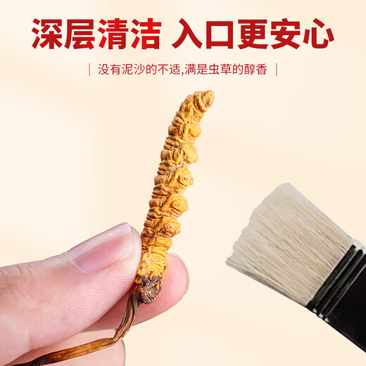 同芙 冬虫夏草3根/g 50g 约150根礼盒装 滋补营养补品送长辈礼品礼物
