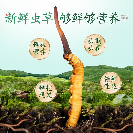 Der erste frische Cordyceps sinensis im Jahr 2025, der erste frische Cordyceps sinensis frische Cordyceps sinensis