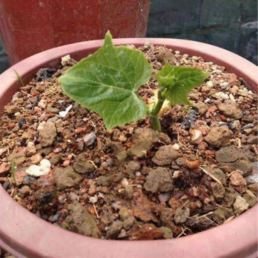 Chayote seeds, early maturing extra large chayote vegetable seeds, climbing vine saplings, potted perennial plant melons, 100% new chayote seeds, recommended, 5 packs, about 125 capsules