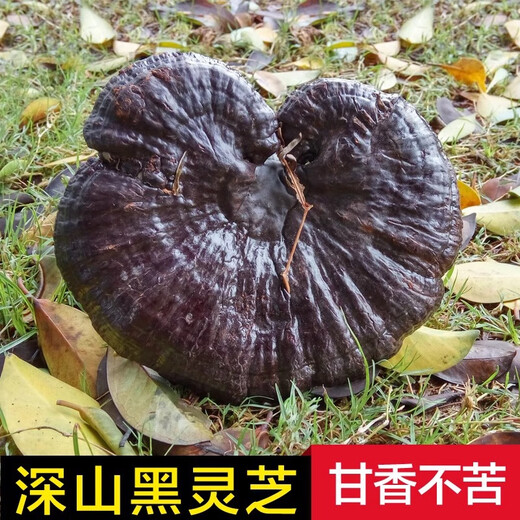 元族长白山正宗野生黑灵芝整枝正品一斤装纯天然孢子粉深山赤林芝泡酒 头道野生灵芝孢子粉一斤