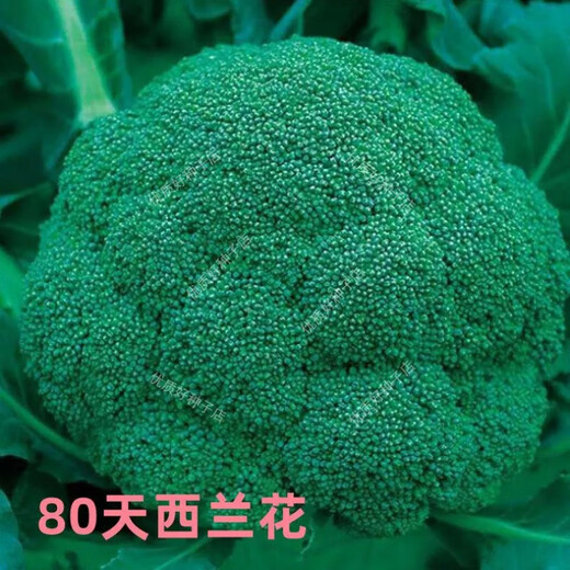 Broccoli seeds broccoli seeds loose cauliflower seeds cauliflower green cauliflower seeds four seasons vegetables original broccoli seeds 1 bag (about 300 pieces