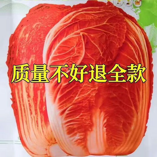 Fire Phoenix Chinese Cabbage Seeds Red Cabbage Seeds are disease-resistant, high-yielding and high in calcium. Orange and Red Cabbage are easy to grow in farmers’ fields. Matched Version. Fire Phoenix Cabbage Seeds. Premium - New Seeds. 10 packs, about 1099 capsules.