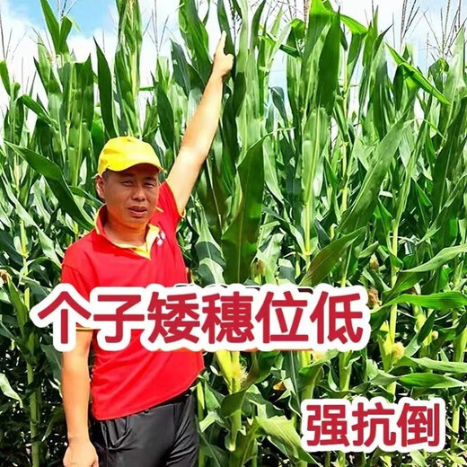 郑单958玉米种子大全矮杆双棒抗旱涝抗倒伏农科院 郑单958一袋500克