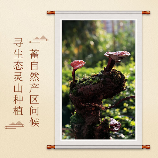 
Rushi Heart Breaking Wall Ganoderma Lucidum Spore Powder Jilin Changbaishan Ganoderma Lucidum Powder Linzhi Robe Powder 1 box 59.4g