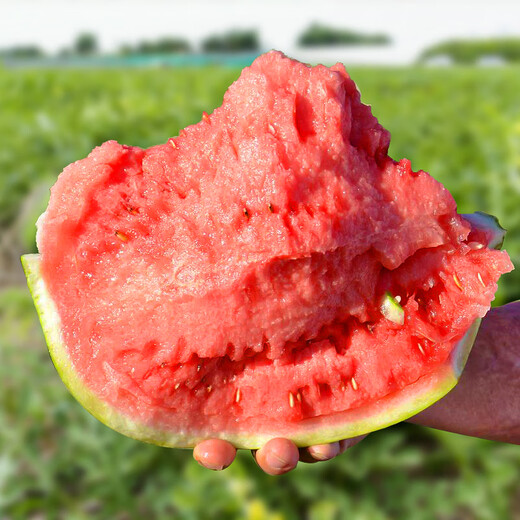 Shouhe Meidu watermelon seed seedling improvement 8424 fruit seeds Weiyu Meidu watermelon seeds 150 barrels