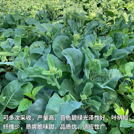 Xiangbin kale seeds kale field open-air planting in spring, summer, autumn and winter sowing pot seeds Guangdong vegetable seeds white flower willow leaf kale seeds 2000 original