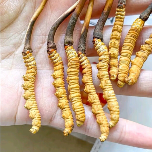 新鲜冬虫夏草2025年头期虫草正品领导高海拔送礼正宗鲜虫草过节 0.8-0.9克/根  10根鲜虫草 冬虫夏草  顺丰发货